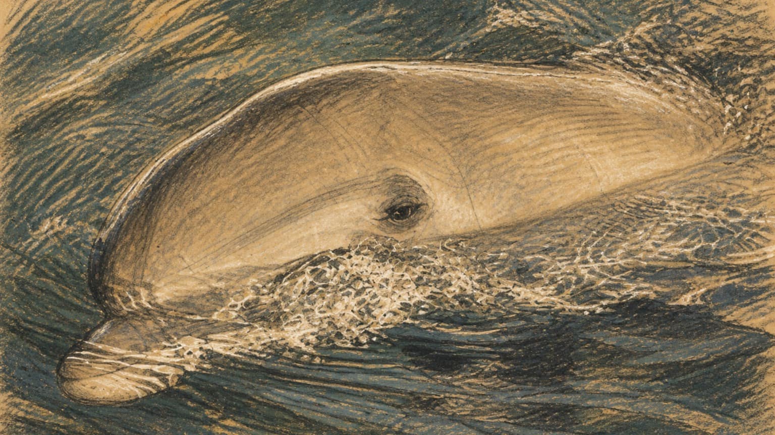 Courtroom-sketch editorial illustration of a bottlenose dolphin swimming at the ocean surface amid dark water and bright splashes, rendered in warm ochre and slate-blue pastel strokes.